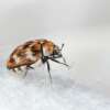 5 Frequently Asked Questions About Carpet Beetles