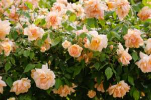 pink roses; rose pests