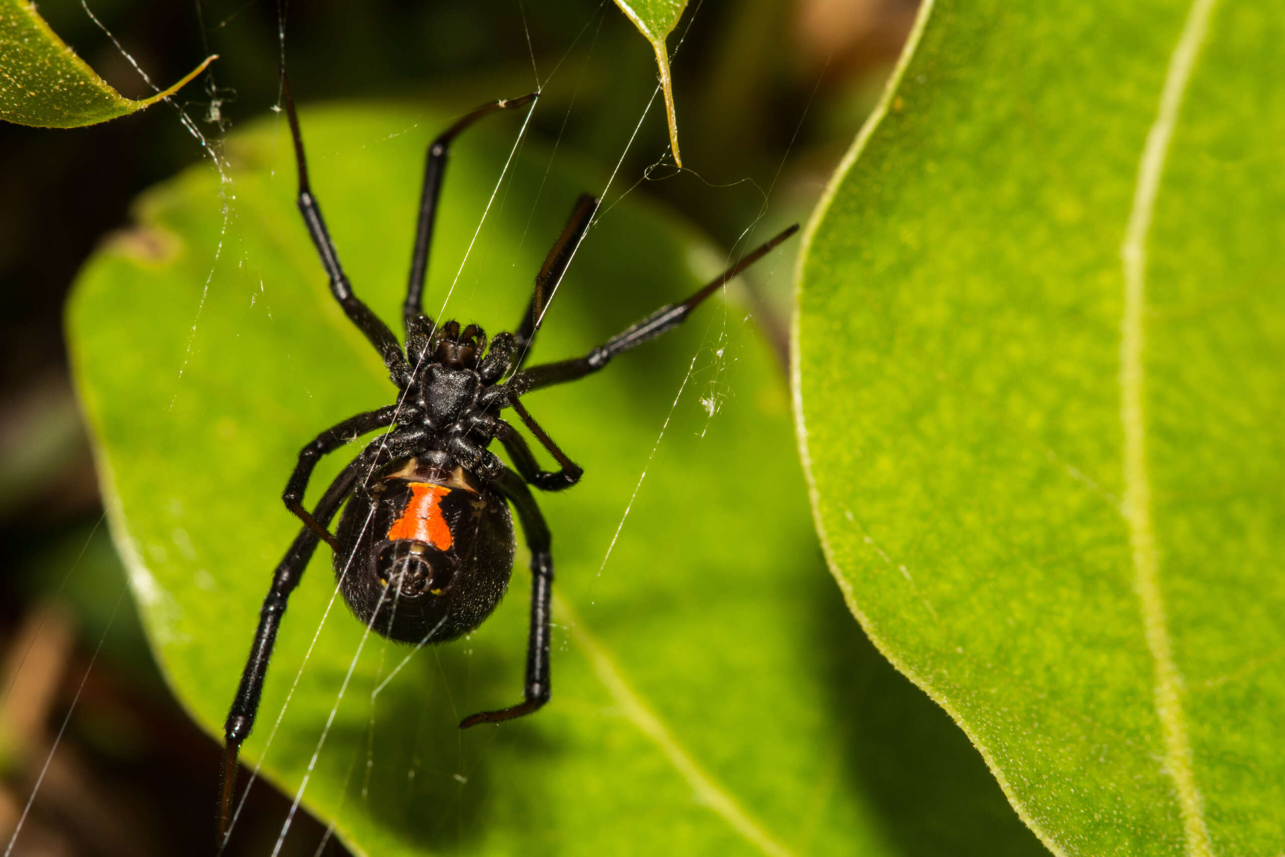 black widow; nocturnal pests