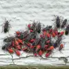 Why Do Boxelder Bugs Want To Invade My Home?