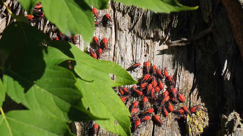 Boxelder bugs