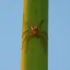 How To Tell The Difference Between Grass Spiders And Brown Recluses