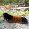 Woolly Bear Caterpillars Aren’t Warm & Fuzzy