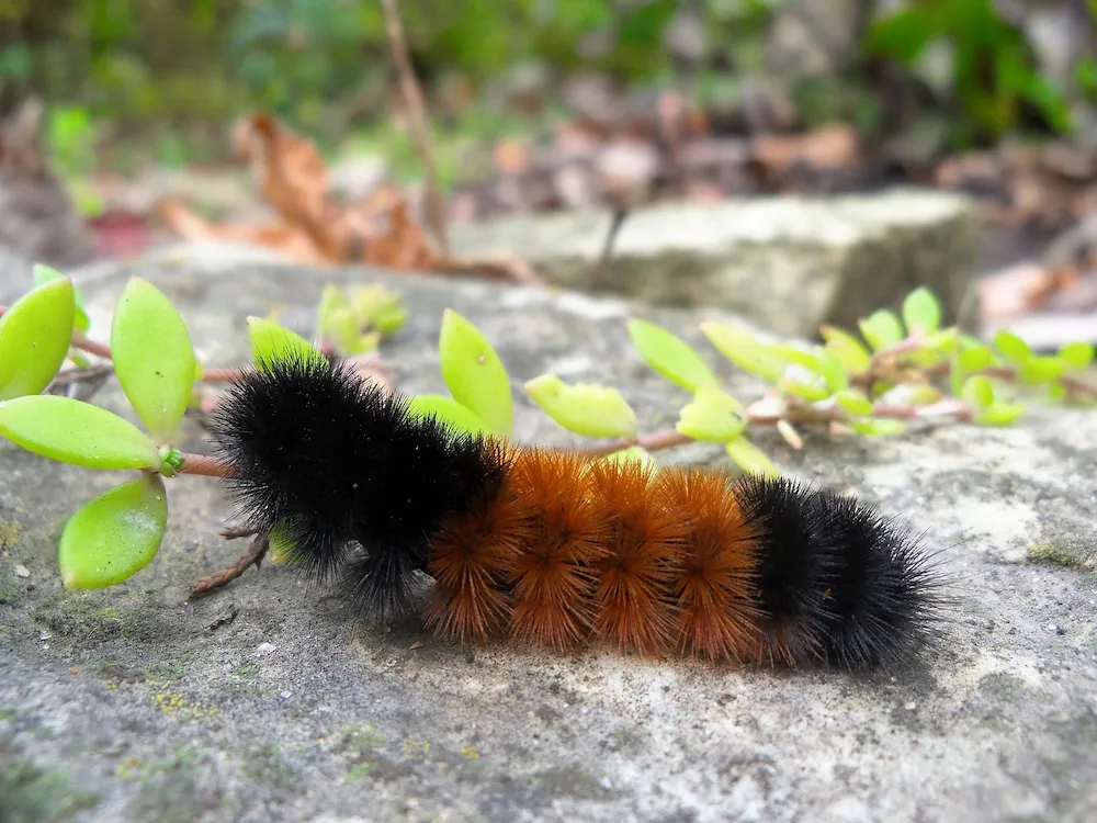 woolly bear caterpillars