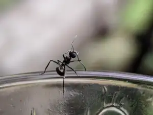 odorous house ants