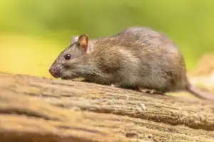 Norway rats