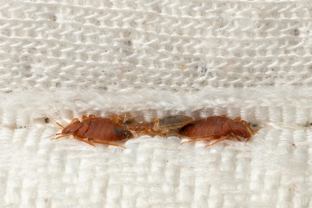 Bed bug bites