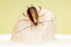Roaches; german roaches