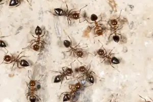 Ants