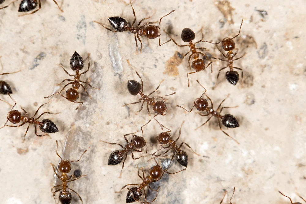 Ants