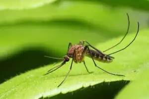 Mosquito