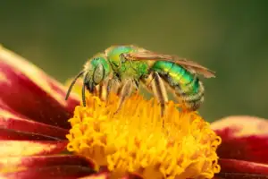 sweat bees