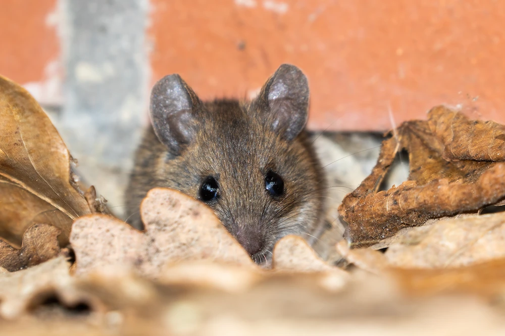 fall pests