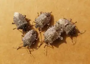 stink bugs
