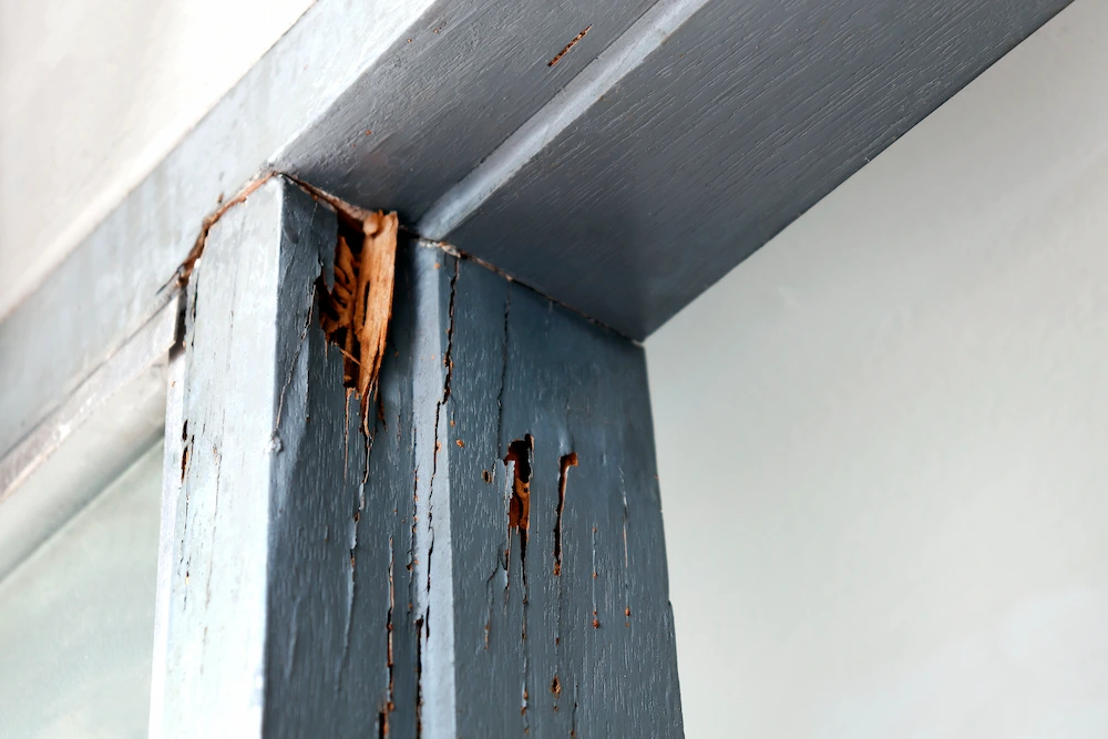 wood damage
