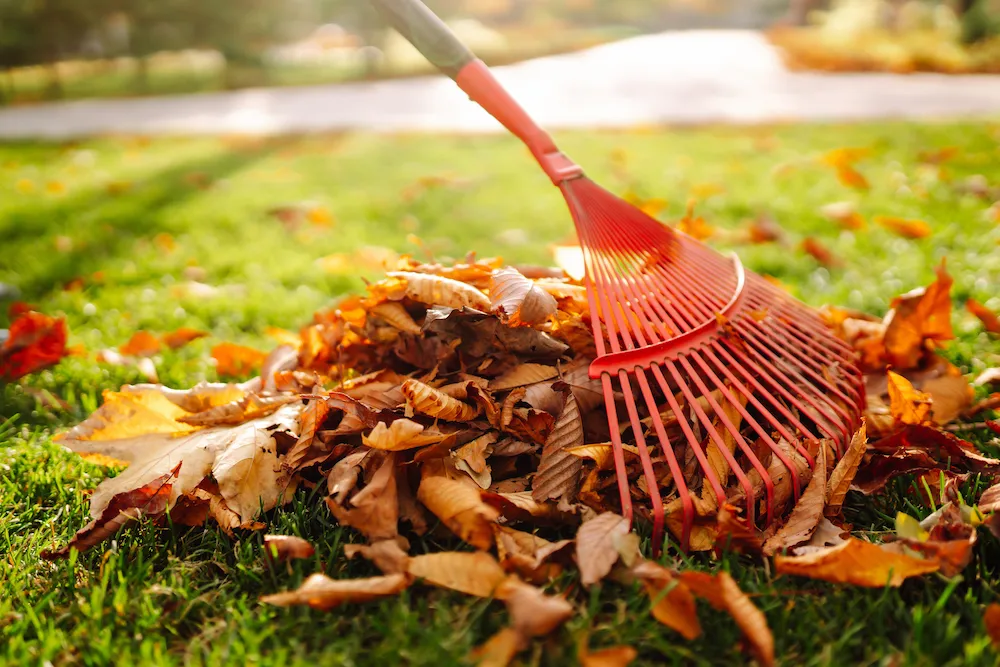 leaf piles; leaf pile