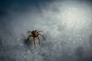 what spiders do in the winter; spider in snow