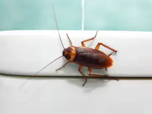 American cockroach in bathroom