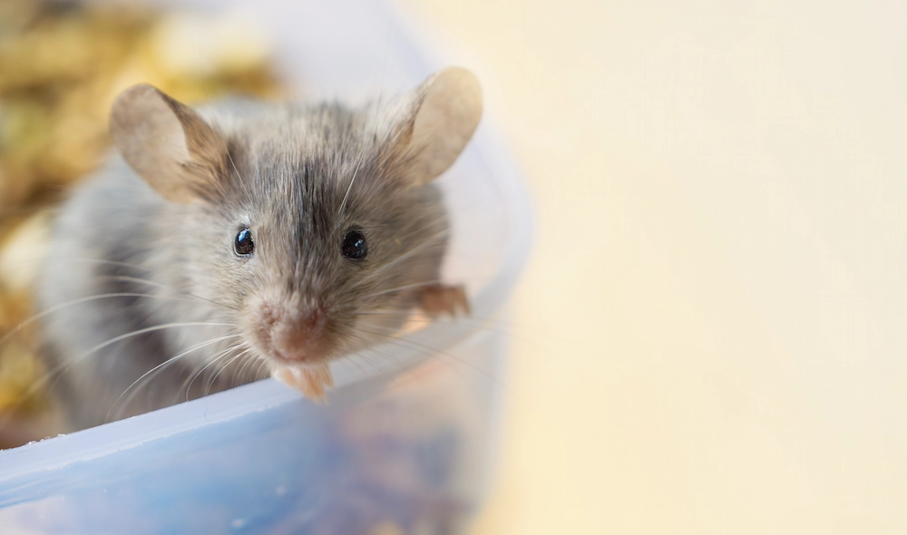 mouse in food container; house mouse infestation signs