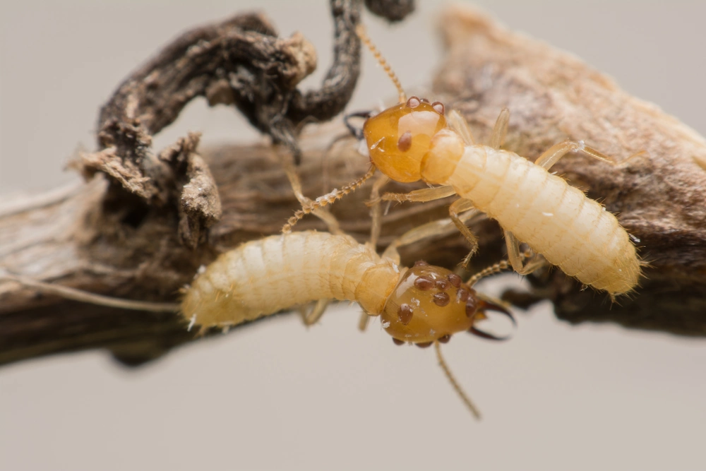 termites on wood; drywood vs subterranean termites