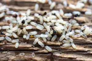 pest egg hatchings in spring