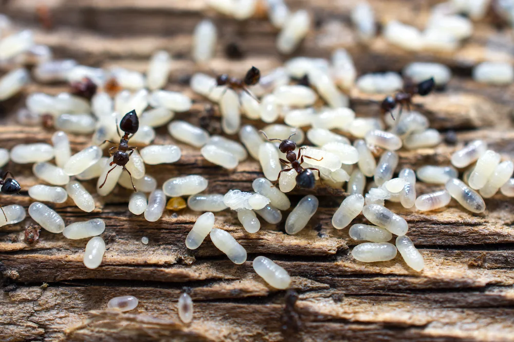 pest egg hatchings in spring