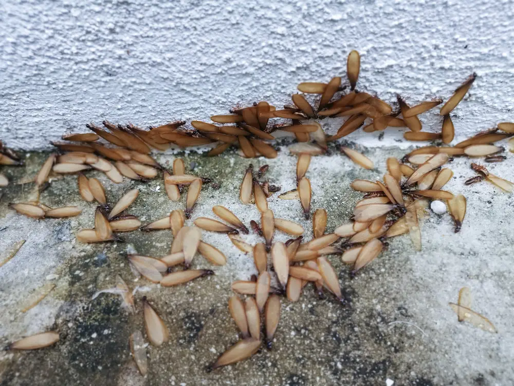 termite season