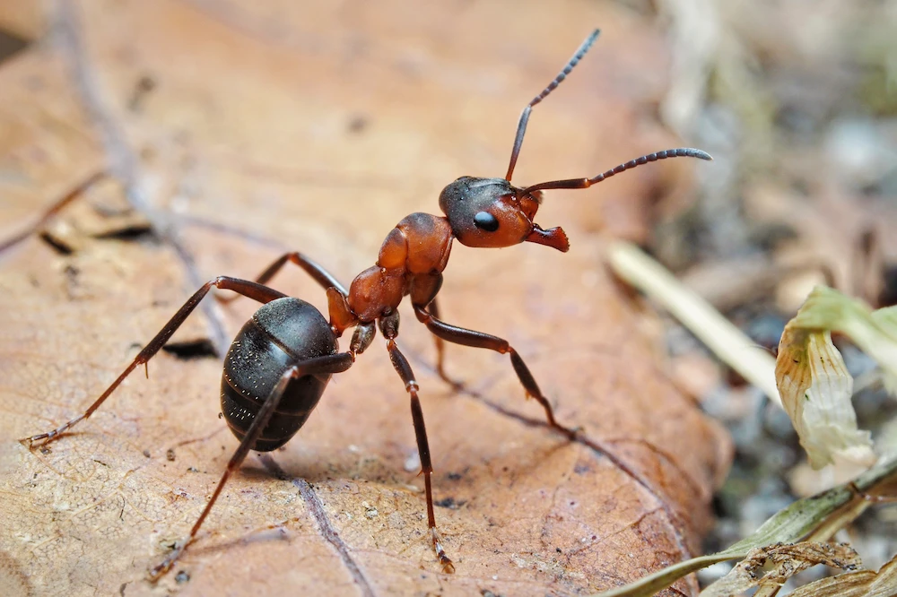 how ants communicate with each other