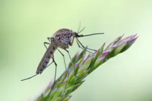 why do mosquitoes prefer certain people?; mosquito