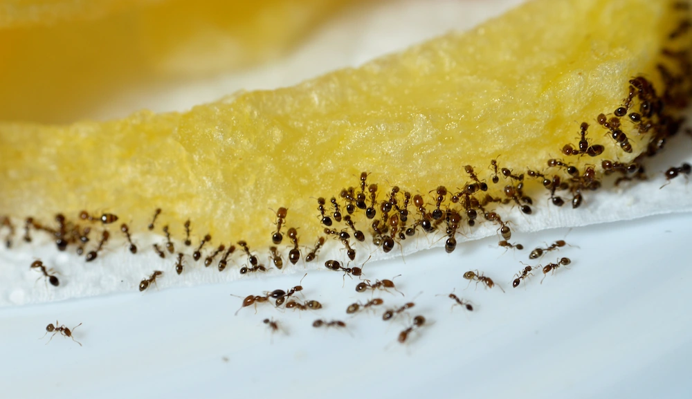 how to get rid of odorous house ants