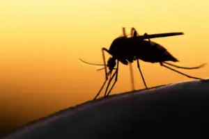 why mosquitoes are common in Missouri