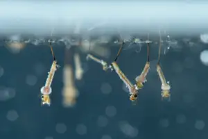 why mosquitoes need water