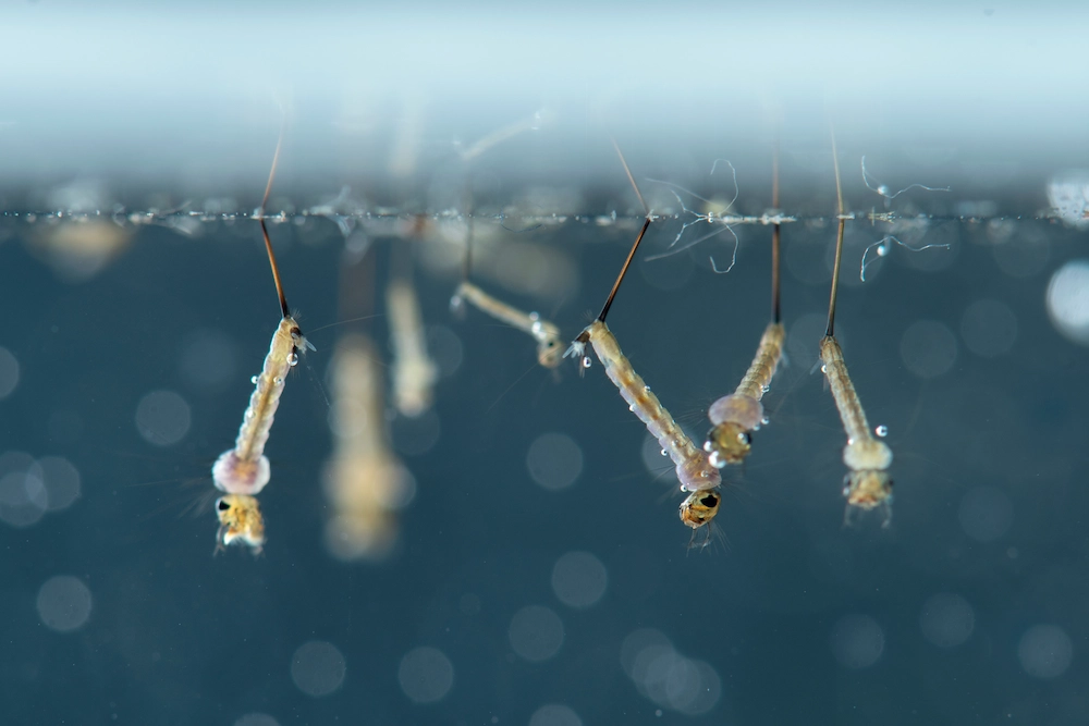 why mosquitoes need water