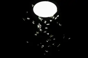 where do pests go at night?; moths around a light