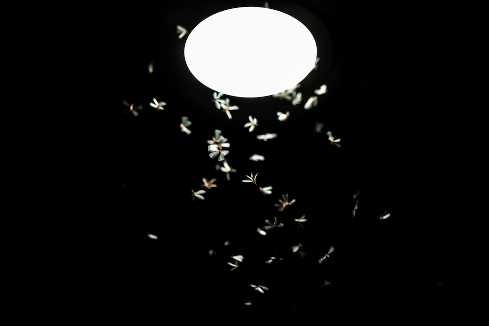 where do pests go at night?; moths around a light
