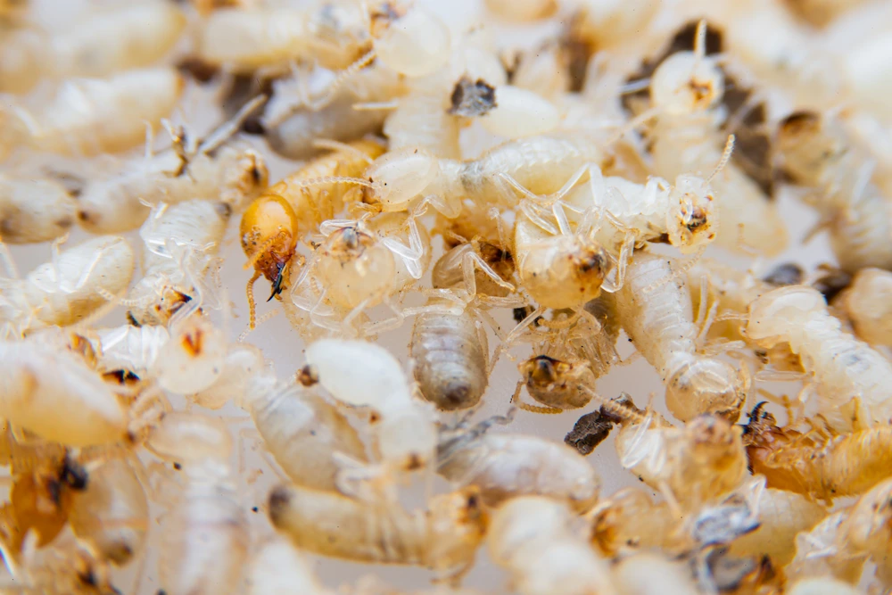 termite colony structure