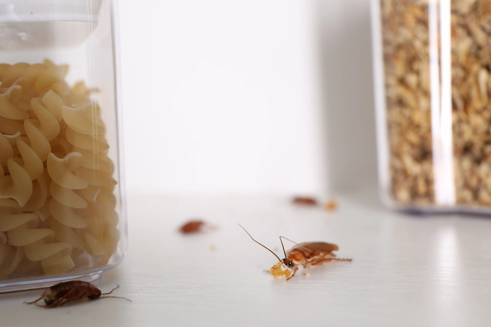 how to identify common pests in St. Louis