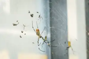 spider prevention tips for summer