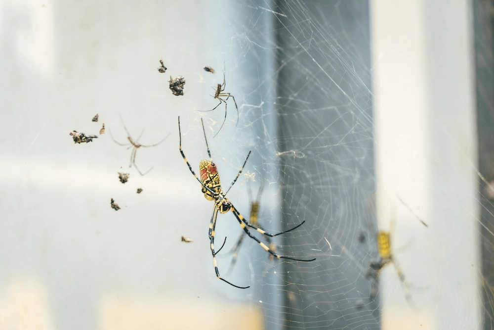 spider prevention tips for summer