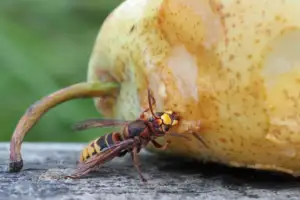 what different types of wasps eat