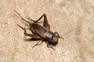 most common cricket entry points
