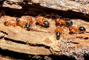 how carpenter ants work so quickly