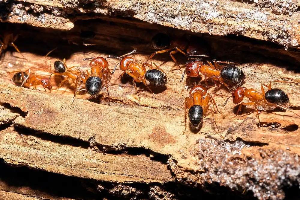 how carpenter ants work so quickly