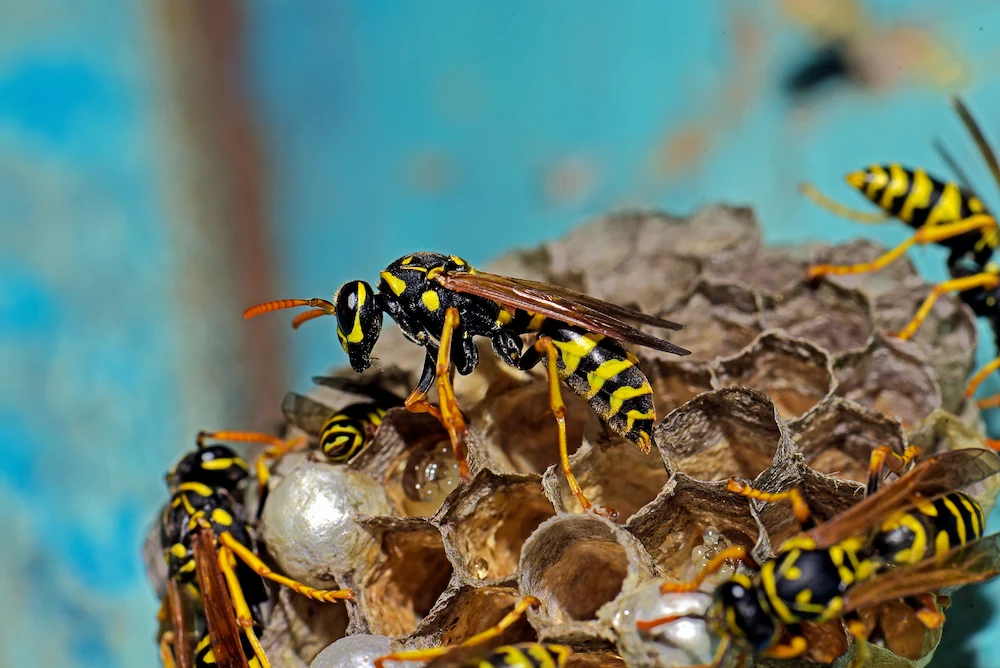 why are wasps so mean in late summer