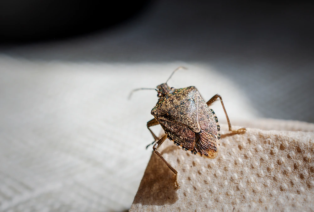 pests moving inside for fall