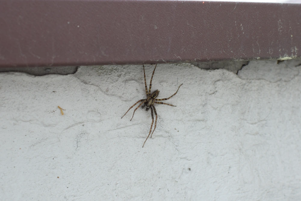 how spiders hide in homes