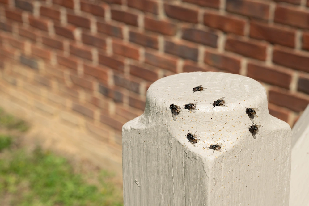 how to prevent cluster flies; cluster flies on fence post