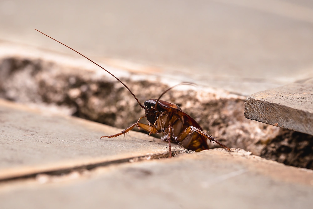cockroach; pests in the same spots
